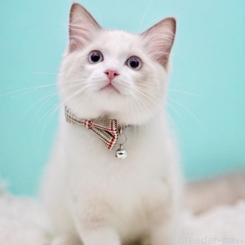 販売中の東京都のラグドール-129631の14枚目