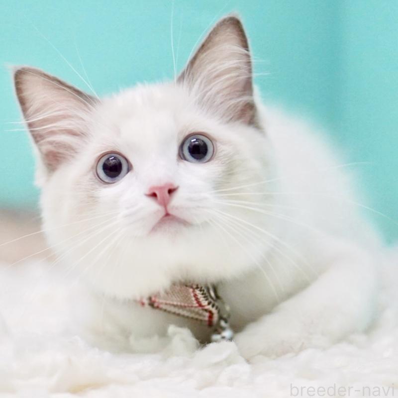 販売中の東京都のラグドール-129631の13枚目