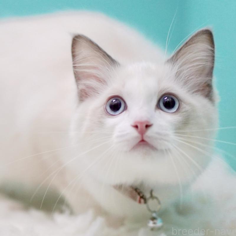 販売中の東京都のラグドール-129631の12枚目