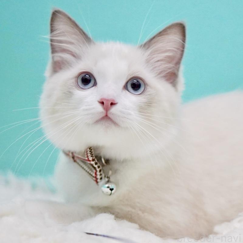 販売中の東京都のラグドール-129631の11枚目