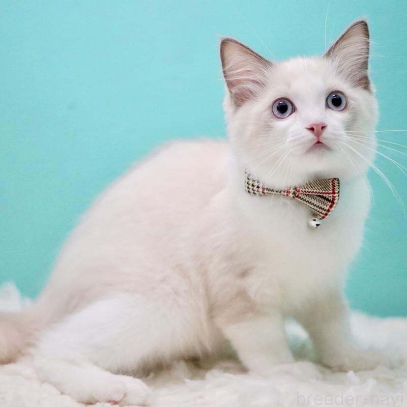 販売中の東京都のラグドール-129631の10枚目