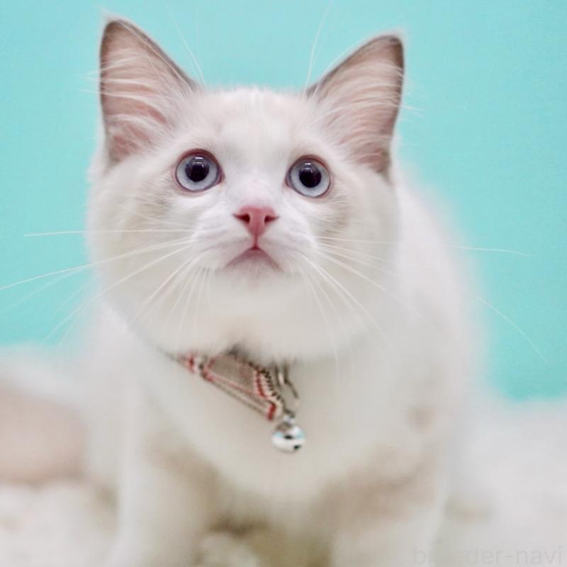 販売中の東京都のラグドール-129631の9枚目