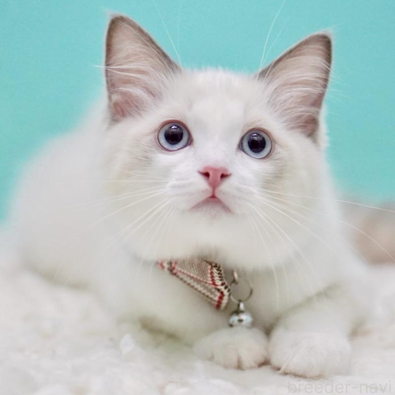 販売中の東京都のラグドール-129631の8枚目