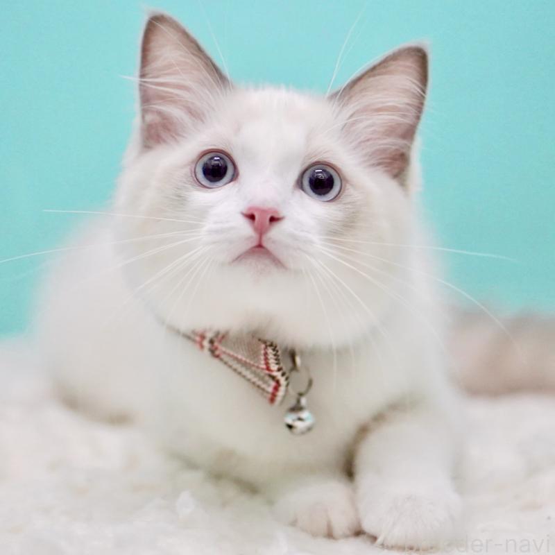 販売中の東京都のラグドール-129631の7枚目