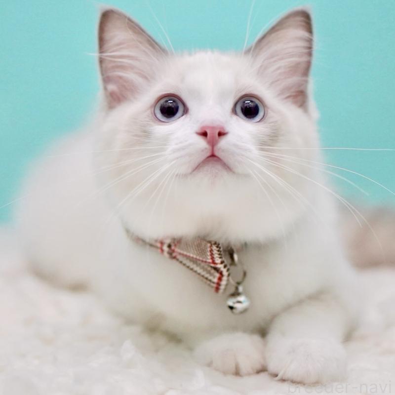 販売中の東京都のラグドール-129631の6枚目