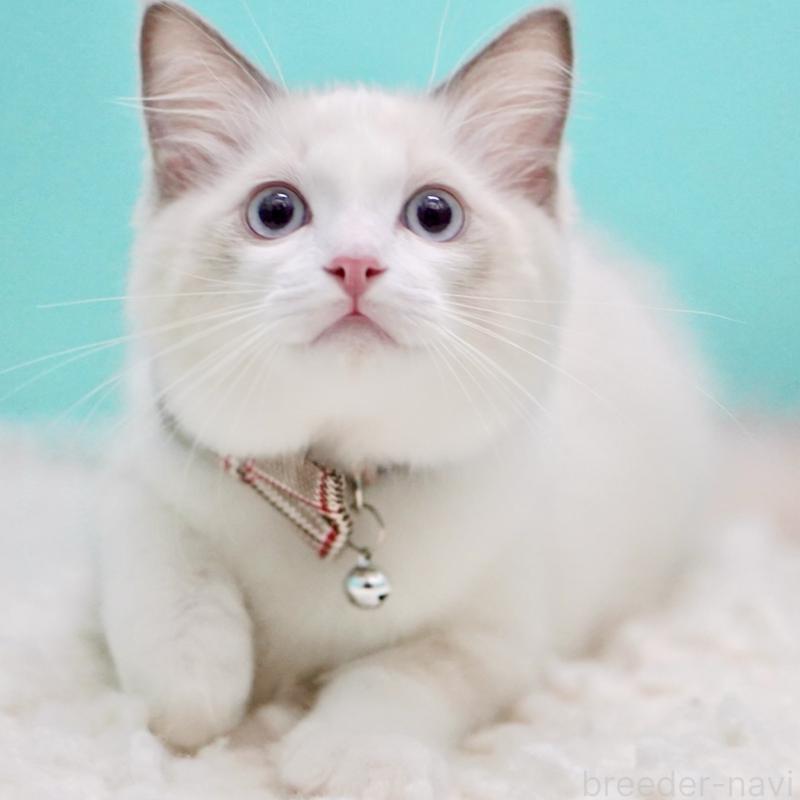 販売中の東京都のラグドール-129631の5枚目