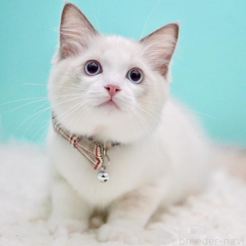 販売中の東京都のラグドール-129631の4枚目