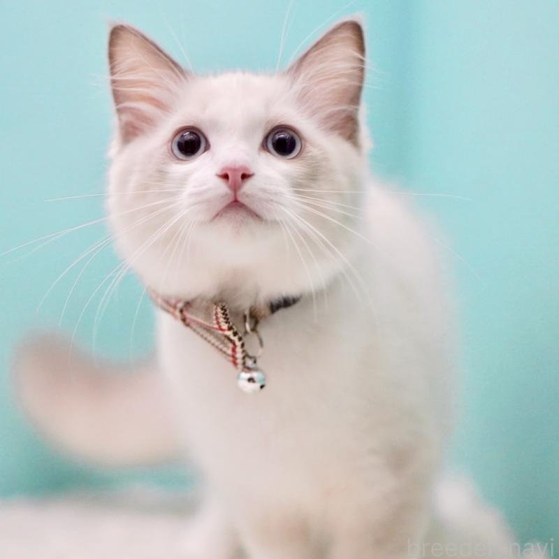 販売中の東京都のラグドール-129631の3枚目