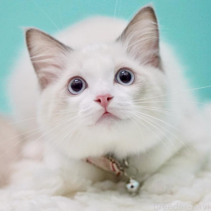 販売中の東京都のラグドール-129631の2枚目