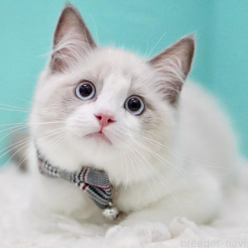 商談中の東京都のラグドール-129632の1枚目