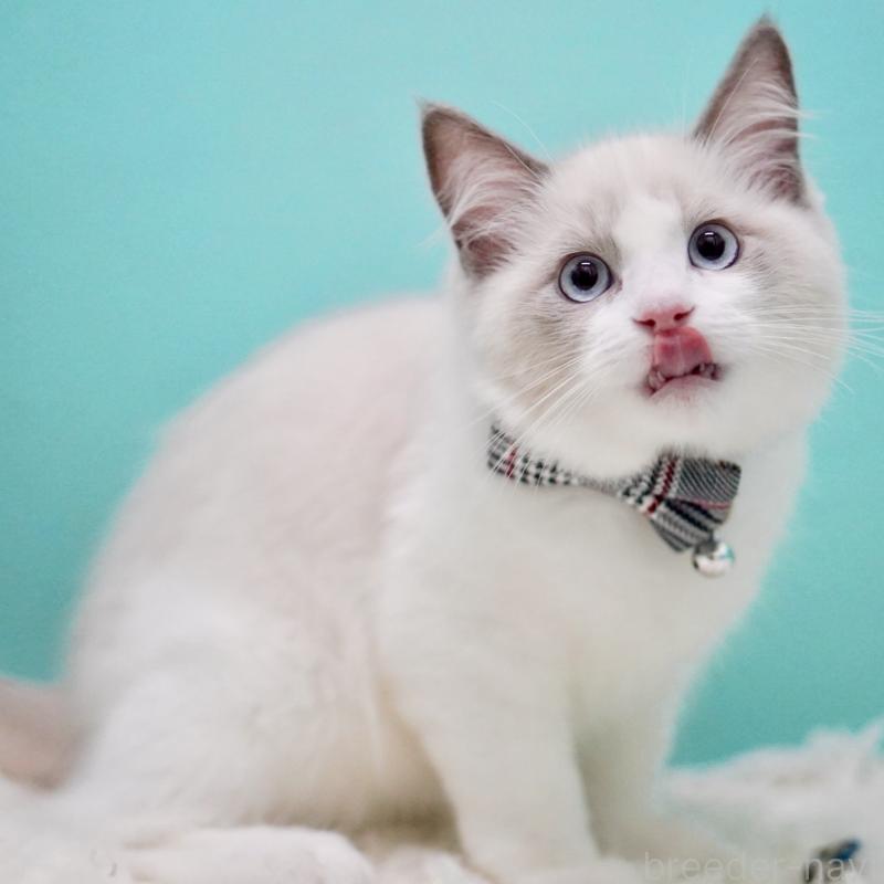 商談中の東京都のラグドール-129632の14枚目