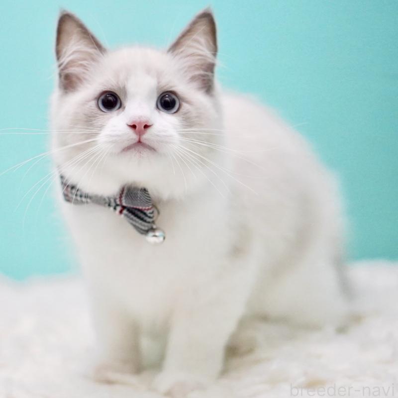 商談中の東京都のラグドール-129632の13枚目