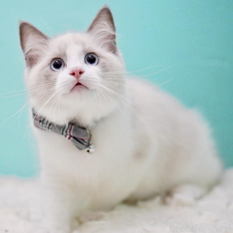 商談中の東京都のラグドール-129632の10枚目