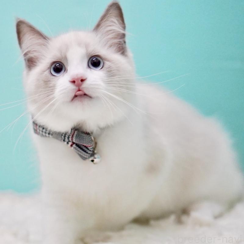 商談中の東京都のラグドール-129632の9枚目