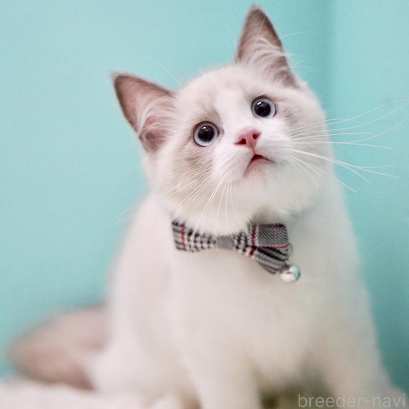 商談中の東京都のラグドール-129632の6枚目