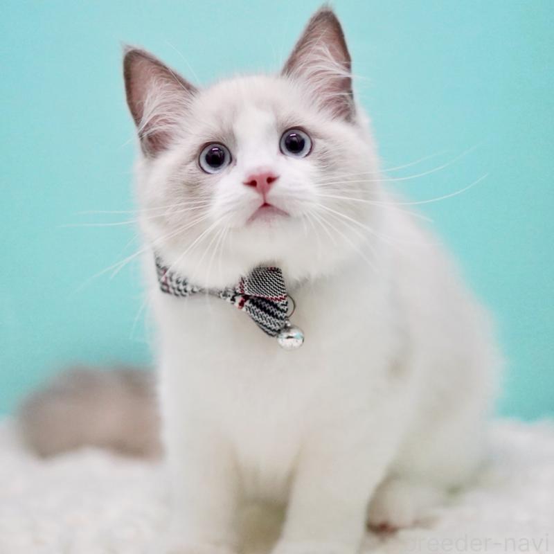 商談中の東京都のラグドール-129632の5枚目