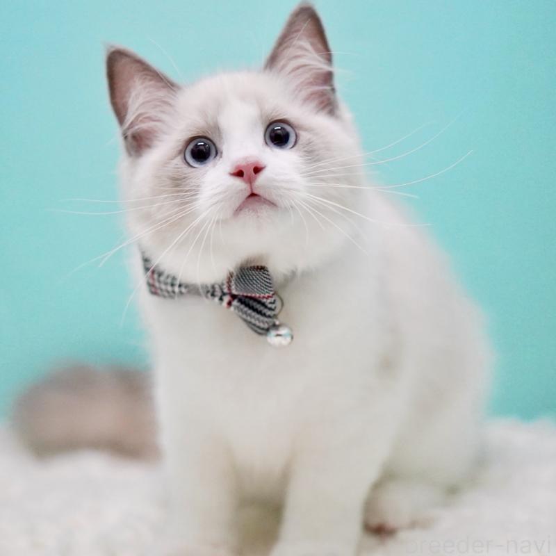 商談中の東京都のラグドール-129632の4枚目