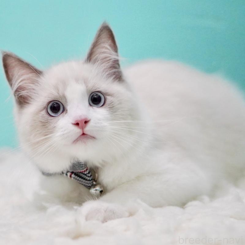 商談中の東京都のラグドール-129632の2枚目