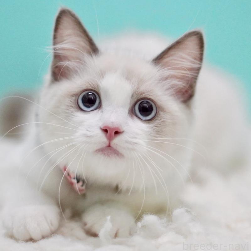 販売中の東京都のラグドール-129634の1枚目