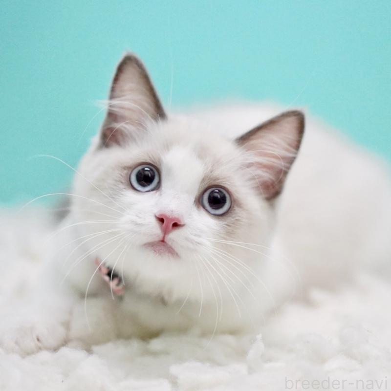 販売中の東京都のラグドール-129634の15枚目