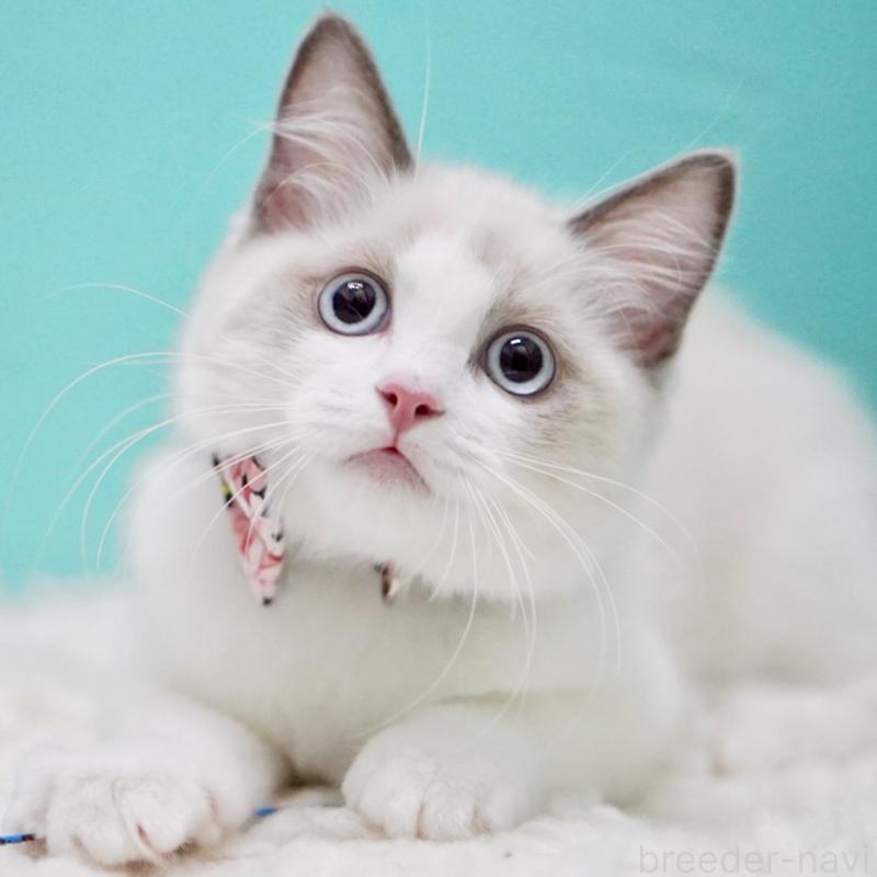 販売中の東京都のラグドール-129634の14枚目