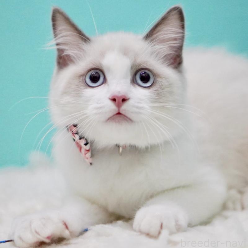 販売中の東京都のラグドール-129634の13枚目