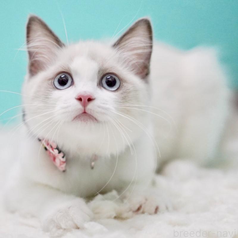 販売中の東京都のラグドール-129634の12枚目