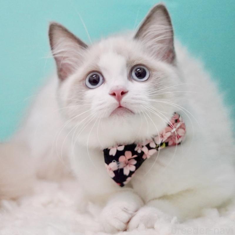 販売中の東京都のラグドール-129634の10枚目