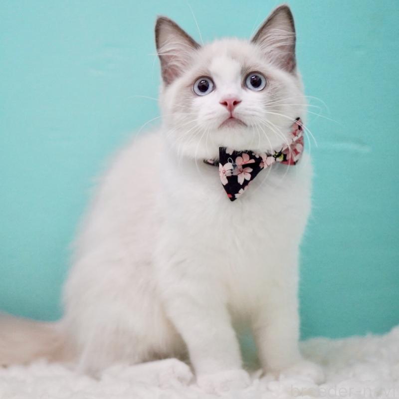 販売中の東京都のラグドール-129634の9枚目