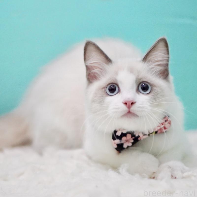 販売中の東京都のラグドール-129634の8枚目