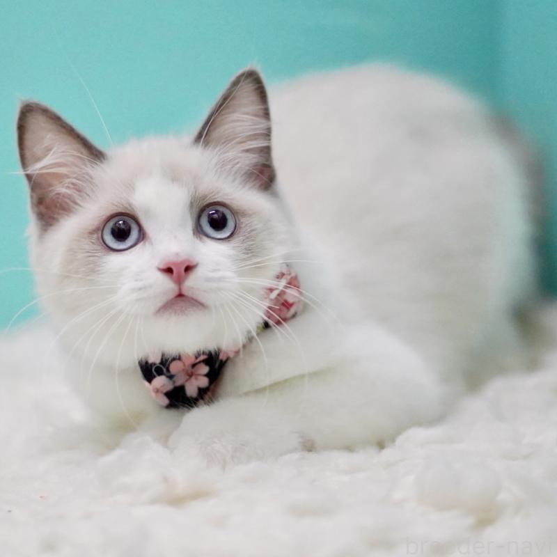 販売中の東京都のラグドール-129634の7枚目