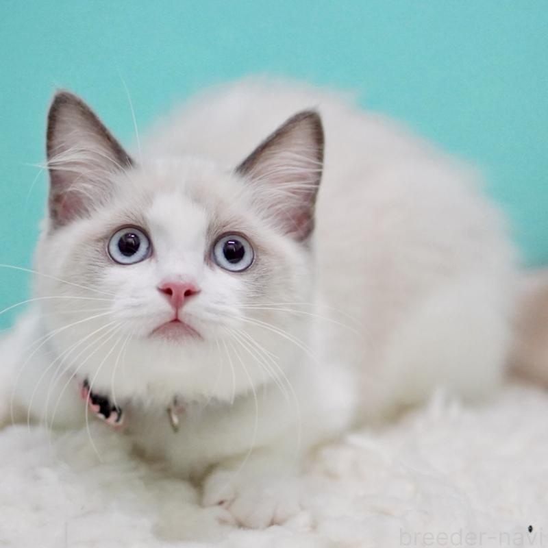 販売中の東京都のラグドール-129634の6枚目