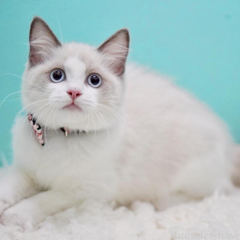 販売中の東京都のラグドール-129634の5枚目