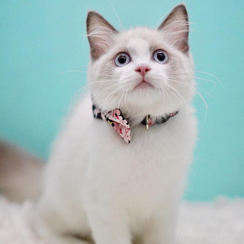 販売中の東京都のラグドール-129634の4枚目