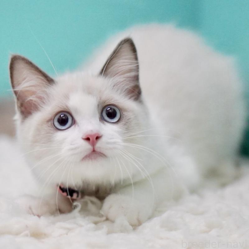 販売中の東京都のラグドール-129634の3枚目