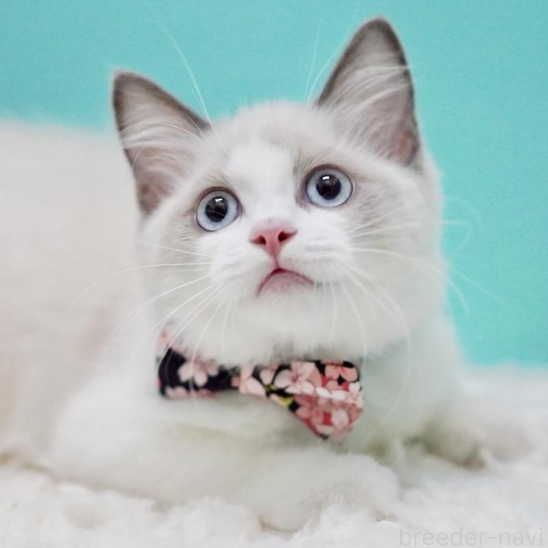 販売中の東京都のラグドール-129634の2枚目