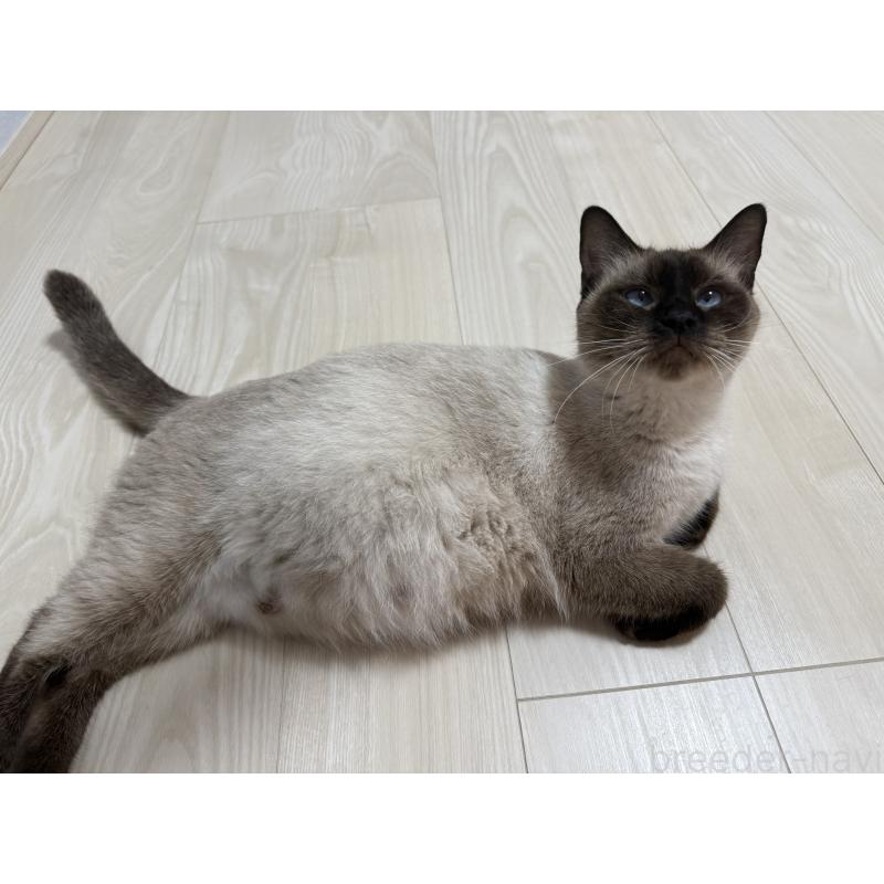 ののシャム(サイアミーズ)-