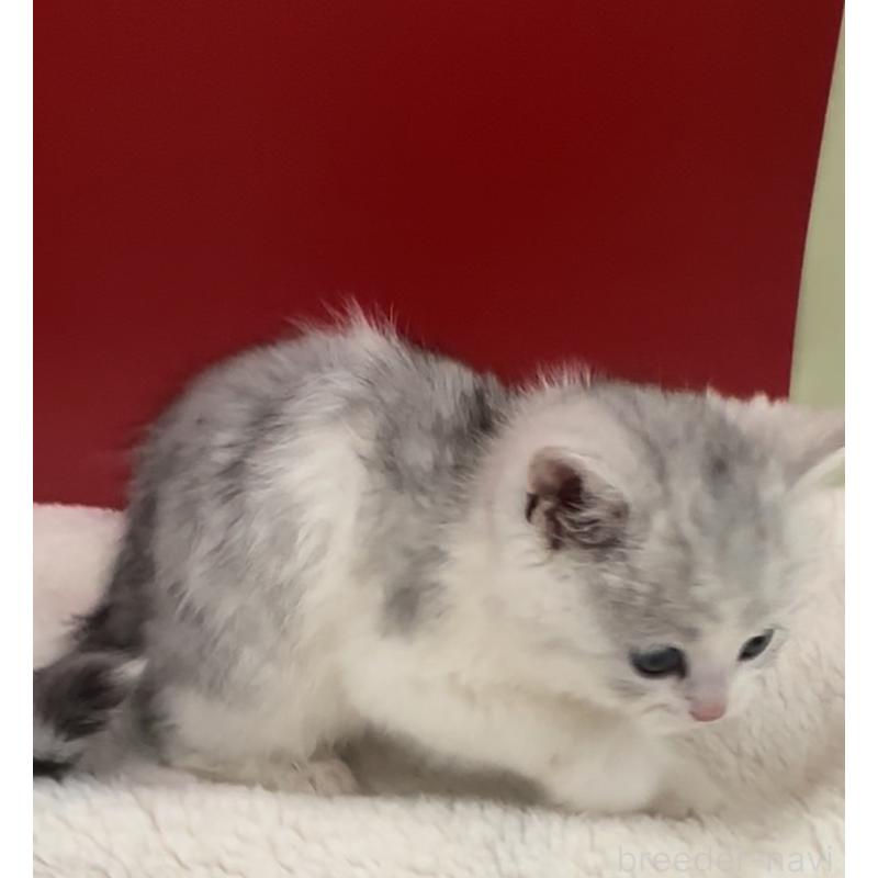 販売中の埼玉県のミヌエット-134372の5枚目