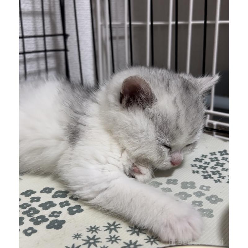 販売中の埼玉県のミヌエット-134372の3枚目