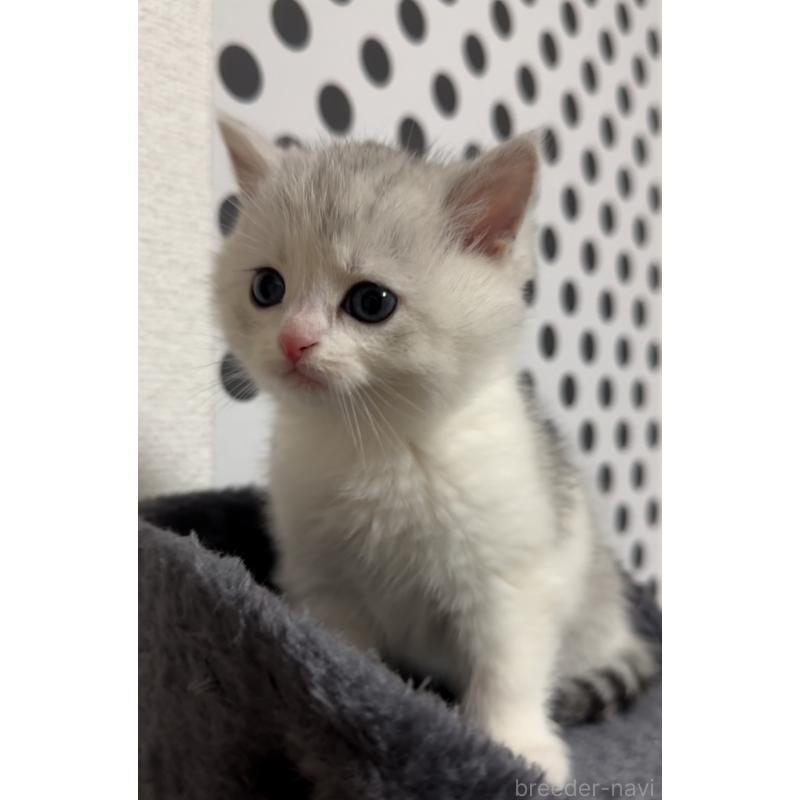 販売中の埼玉県のミヌエット-134372の2枚目