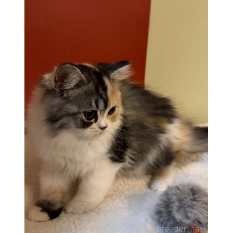 販売中の埼玉県のマンチカン-134373の4枚目