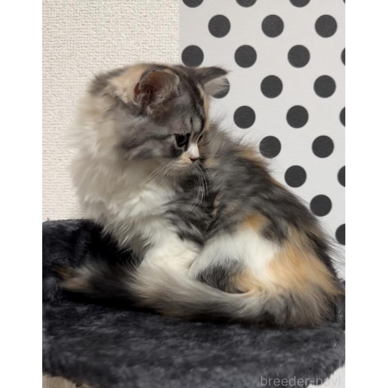 販売中の埼玉県のマンチカン-134373の2枚目