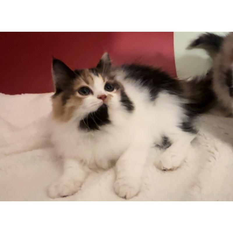 販売中の埼玉県のマンチカン-134374の4枚目