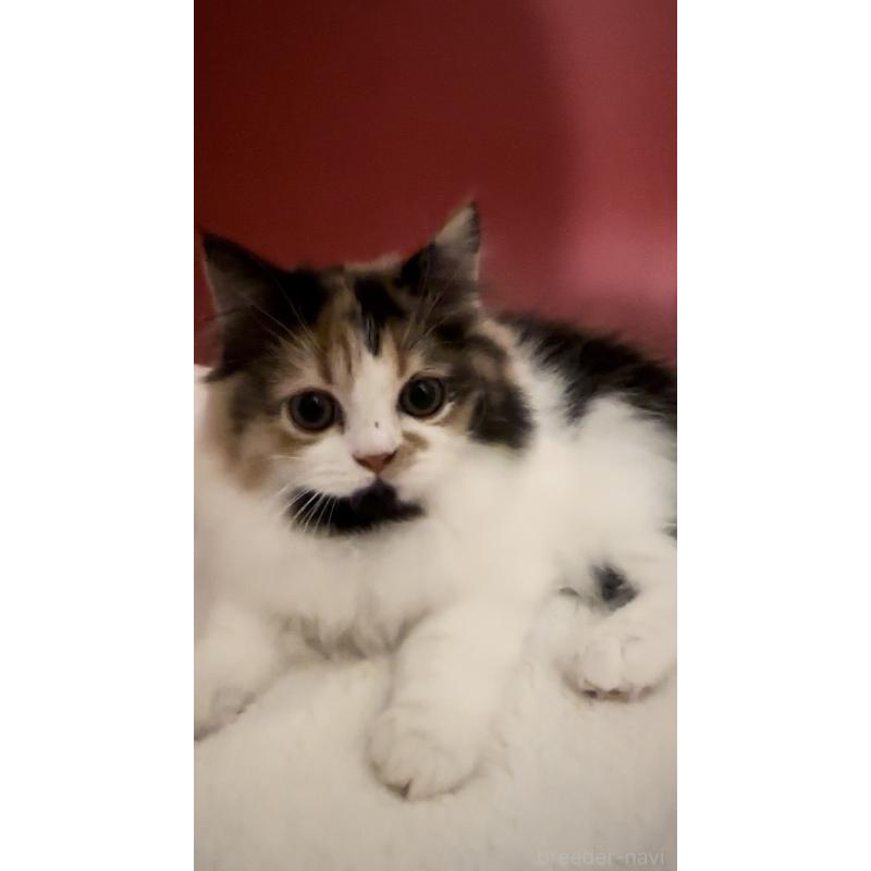 販売中の埼玉県のマンチカン-134374の3枚目