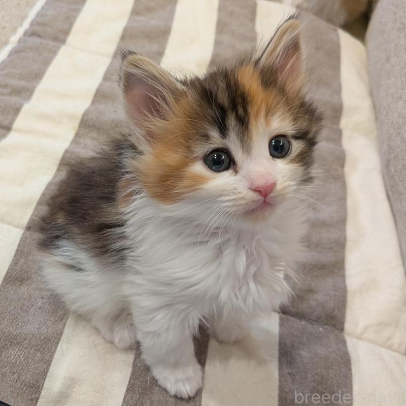 販売中の埼玉県のノルウェージャンフォレストキャット-134150