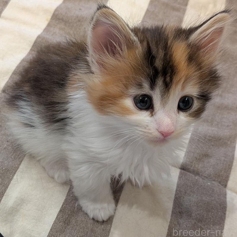 成約済の埼玉県のノルウェージャンフォレストキャット-134150の2枚目