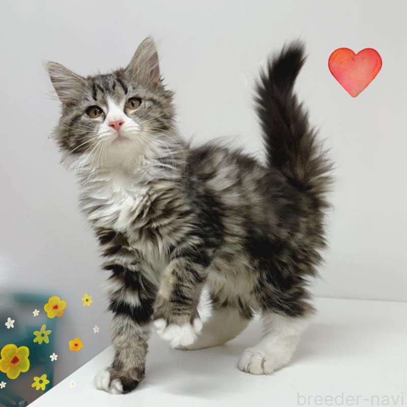 販売中の東京都のサイベリアン-130877の4枚目