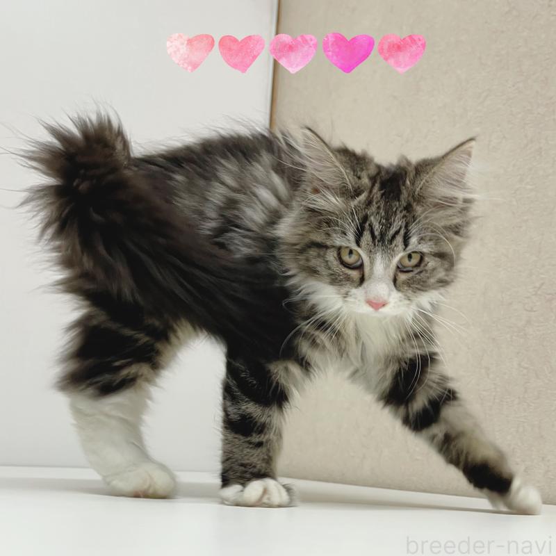 販売中の東京都のサイベリアン-130877の2枚目