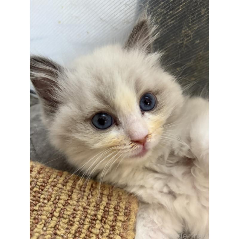 販売中の兵庫県のラグドール-133085