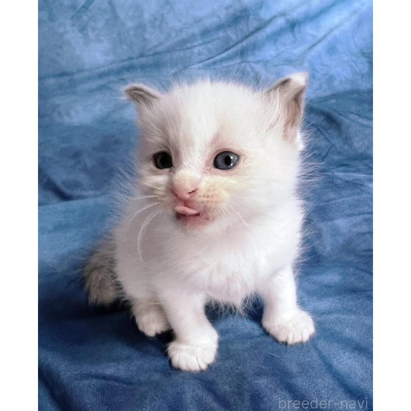 販売中の千葉県のラグドール-134375の8枚目